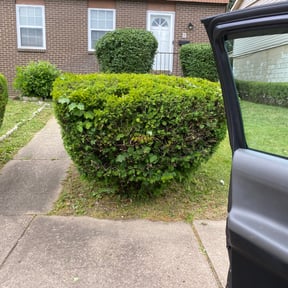Bush Trimming by DLAWN SERVICE LLC reviewed on August 18, 2025