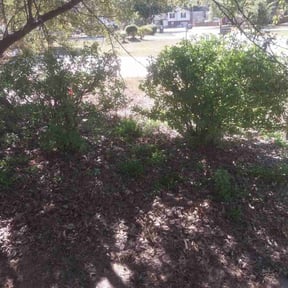 Bush Trimming by VSK LLC reviewed on November 24, 2025