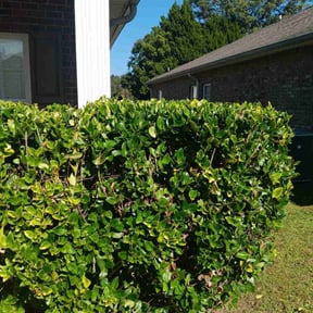 Bush Trimming by A Closer Look Residential Inspections LLC reviewed on June 9, 2022