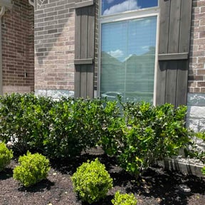 Bush Trimming by Dynamic Do-Al reviewed on June 2, 2026