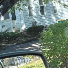 Bush Trimming by Stars &amp; Stripes Lawn Care reviewed on November 28, 2025