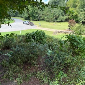 Bush Trimming by George Islas reviewed on October 19, 2025