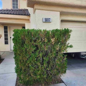 Bush Trimming by Isaacs Inc reviewed on November 28, 2025