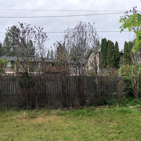 Bush Trimming by Individual reviewed on October 18, 2025