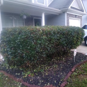 Bush Trimming by 20-20 Lawn Care reviewed on August 17, 2025