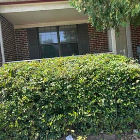 Bush Trimming by New look exteriors and landscape reviewed on August 17, 2026