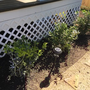 Bush Trimming by JDAA Lawn Care Service reviewed on August 20, 2025