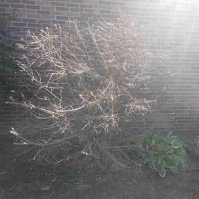 Bush Trimming by J&amp;S lawn care and property maintenance reviewed on April 9, 2025