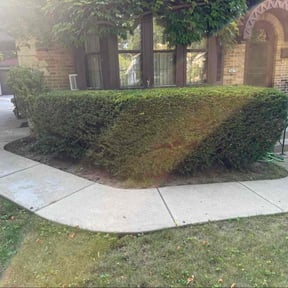 Bush Trimming by Greenshire reviewed on November 18, 2025