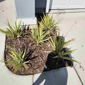 Flower Bed Weeding by Curb Appeal reviewed on October 24, 2025