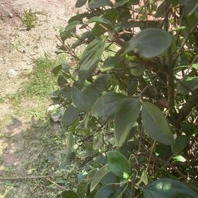 Bush Trimming by Wow Factor Landscaping reviewed on August 20, 2025