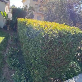 Bush Trimming by Alawncare reviewed on October 23, 2025