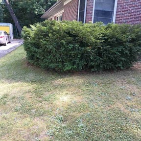 Bush Trimming by Tubby's Lawn Care Services, LLC reviewed on August 19, 2025