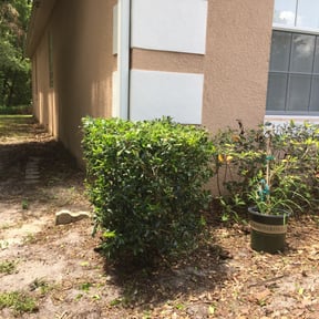 Bush Trimming by Country Side Lawn Care reviewed on August 21, 2025