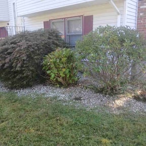 Bush Trimming by Tri state general contractors llc reviewed on October 21, 2025