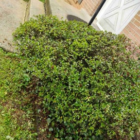 Bush Trimming by Pat's lawn care reviewed on March 24, 2024