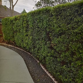 Bush Trimming by Family Lawn Care reviewed on August 15, 2025