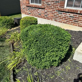 Bush Trimming by Odinyo & Sons reviewed on August 21, 2025