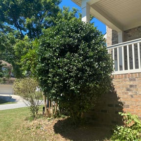 Bush Trimming by Chris Wimler reviewed on March 9, 2026