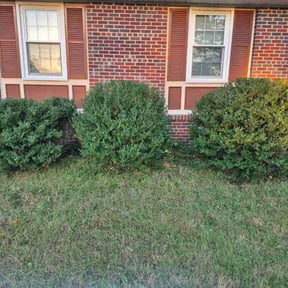 Bush Trimming by Bellair Cleaning and Lawncare reviewed on November 24, 2025