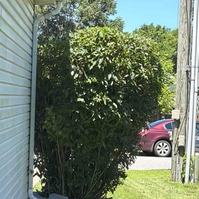 Bush Trimming by Weekend Go to Guy reviewed on June 24, 2026