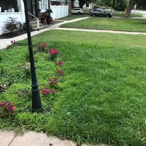 Bush Trimming by SunnyDay Lawn Service+Maintance reviewed on August 20, 2025