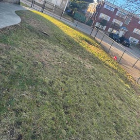 Leaf Removal by Mario reviewed on November 26, 2025