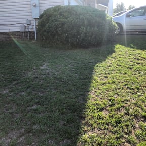 Bush Trimming by Green Ranch Lawncare and Pressure Washing reviewed on August 21, 2025