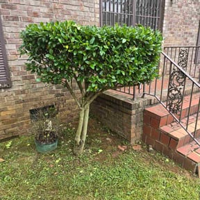 Bush Trimming by John's lawn care Llc reviewed on February 28, 2022