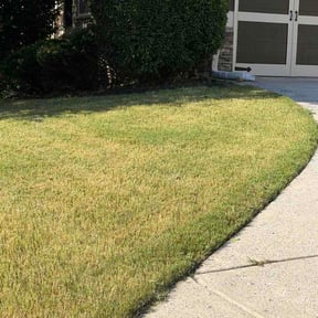 Bush Trimming by TLC Tommy's Lawn Care reviewed on August 25, 2026