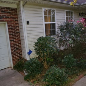 Bush Trimming by Muscles 4 hire landscaping & lawncare reviewed on August 18, 2025