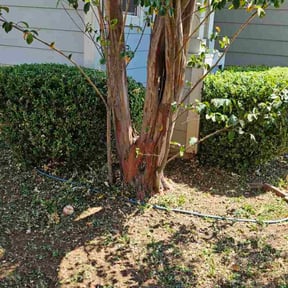 Bush Trimming by The Lawn Guy reviewed on October 21, 2025