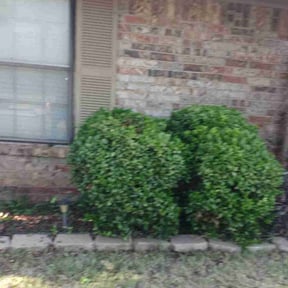 Bush Trimming by SPX Lawncare reviewed on August 15, 2025
