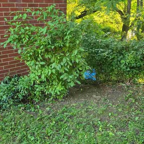 Bush Trimming by Tobi´s Got Wood reviewed on July 11, 2026