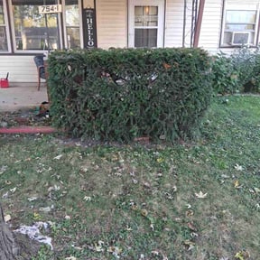 Bush Trimming by Michael lawn services reviewed on October 20, 2025