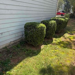Bush Trimming by Aaron's Happy Home &amp; Lawns reviewed on September 14, 2026