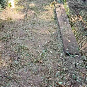 Flower Bed Weeding by Precision Site Solution reviewed on September 13, 2026