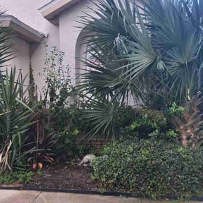Bush Trimming by Monrroy Lawn &amp; Gardening reviewed on September 13, 2026