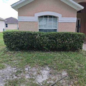 Bush Trimming by SS Landscaping and tree care services reviewed on August 28, 2026