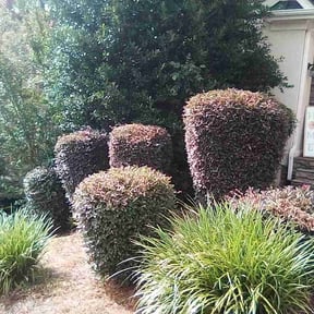 Bush Trimming by Handyman and Lawn care reviewed on August 19, 2026