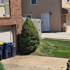 Bush Trimming by Frank's lawncare reviewed on September 14, 2026
