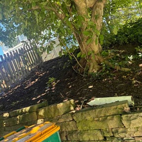 Leaf Removal by VerveOutdoor llc reviewed on September 3, 2026