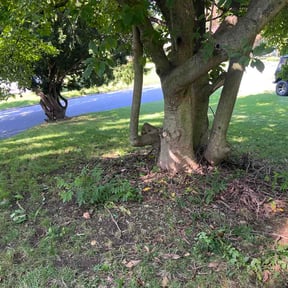 Bush Trimming by Supreme Lawn Care reviewed on September 15, 2026