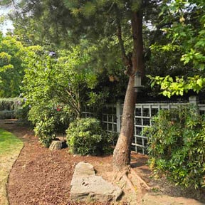 Bush Trimming by Watson's Lawn Care reviewed on August 20, 2026