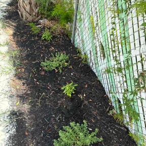 Flower Bed Weeding by Surgical Kutz Lawn maintenance reviewed on September 14, 2026