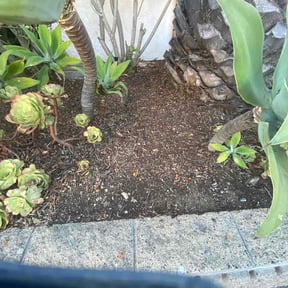 Flower Bed Weeding by New creation landscaping LLC reviewed on September 13, 2026
