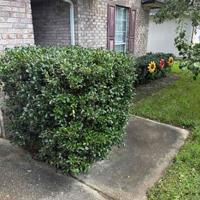 Bush Trimming by Fresh Cut Valdez reviewed on September 17, 2026