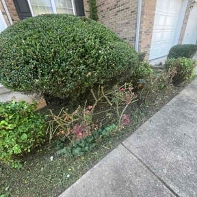 Bush Trimming by A Cut Above The Rest Landscaping &amp; Lawn Maintenance reviewed on August 27, 2026