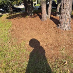 Leaf Removal by lawn of the month reviewed on September 17, 2026
