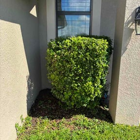 Bush Trimming by Whitfield contracting LLC reviewed on September 16, 2026